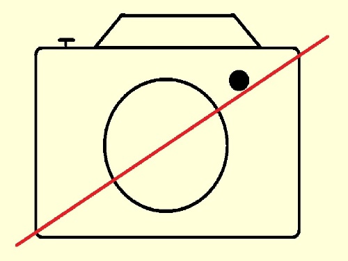 Cactaceae Mammillaria elongata type