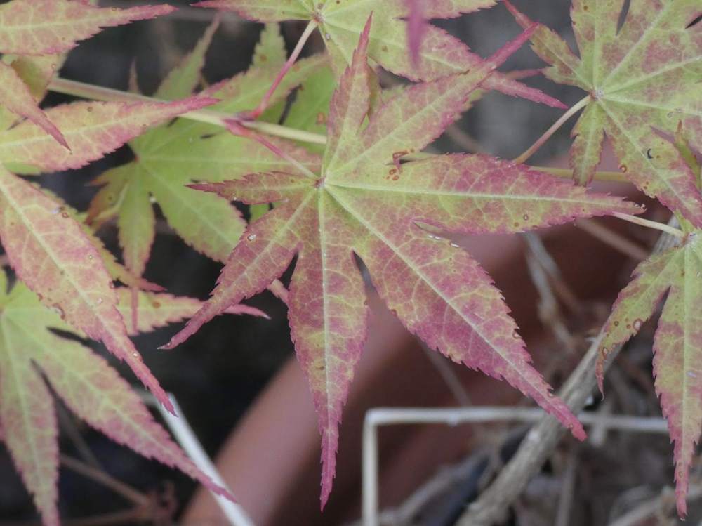 été de aceraceae acer palmatum ssp. amoenum cv. '10 ans jordy'