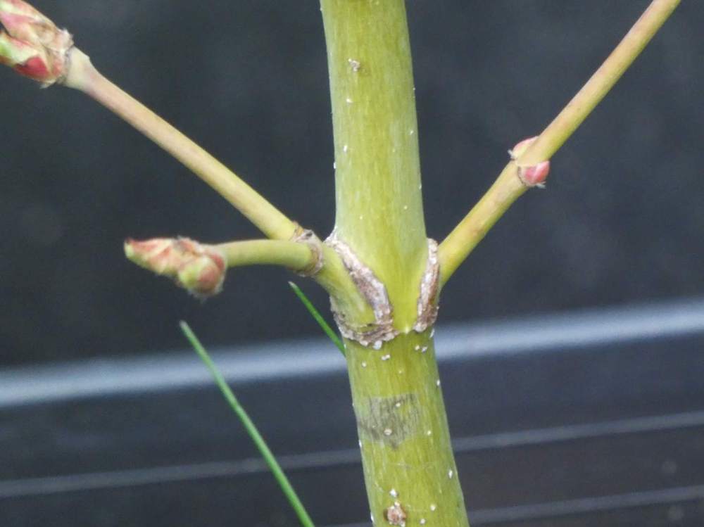 écorce de aceraceae acer palmatum ssp. amoenum cv. '10 ans jordy'