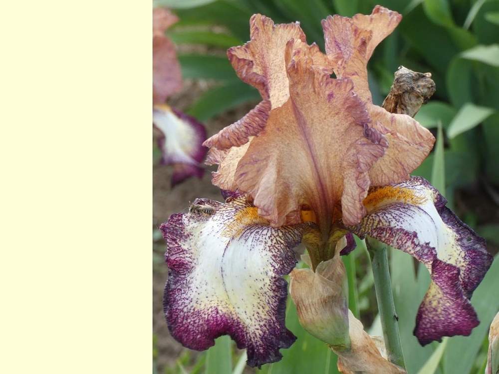 iridaceae iris barbu cv. 'abraham'