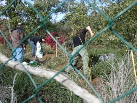 système racinaire sortant du pot