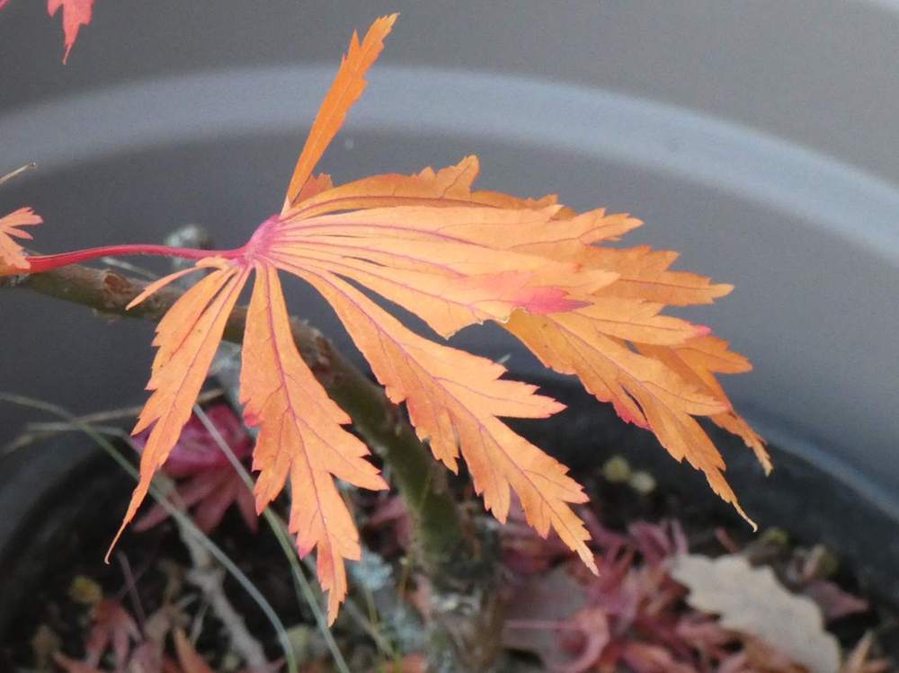 automne de aceraceae acer japonicum cv. 'aconitifolium'