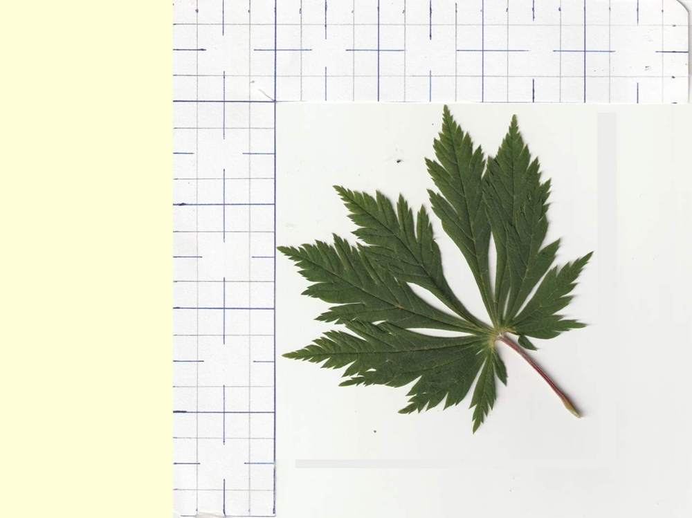 Aceraceae Acer japonicum cv. 'aconitifolium'