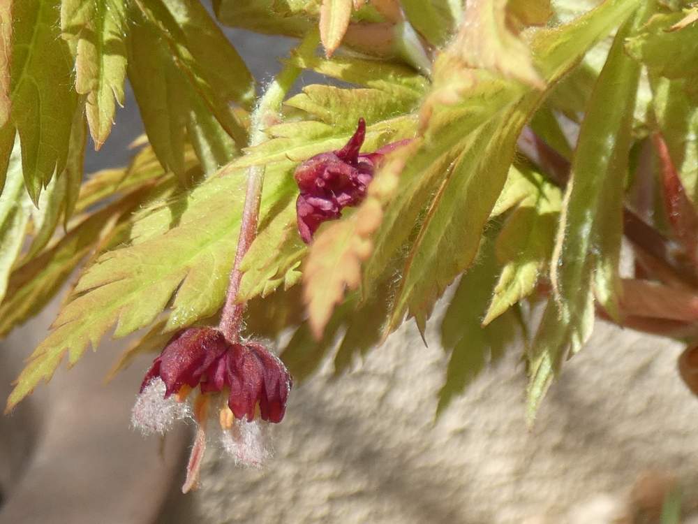 fleur de aceraceae acer japonicum cv. 'aconitifolium'