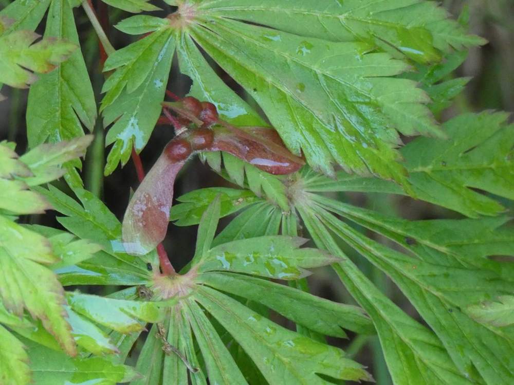 samare de aceraceae acer japonicum cv. 'aconitifolium'