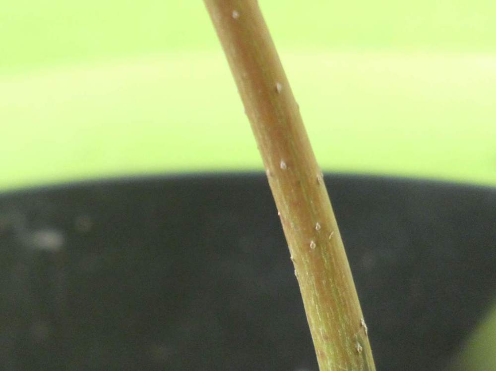 écorce de aceraceae acer japonicum cv. 'aconitifolium'