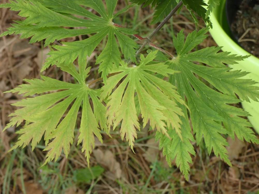 printemps de aceraceae acer japonicum cv. 'aconitifolium'