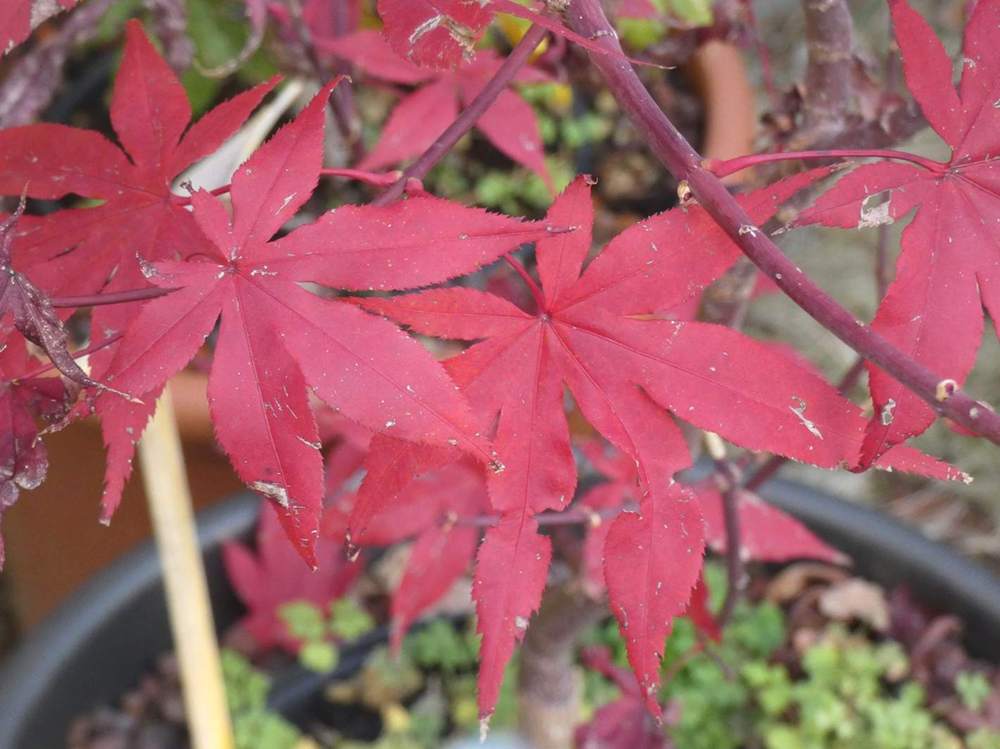 automne de aceraceae acer palmatum ssp. matsumurae cv. 'akegarasu'