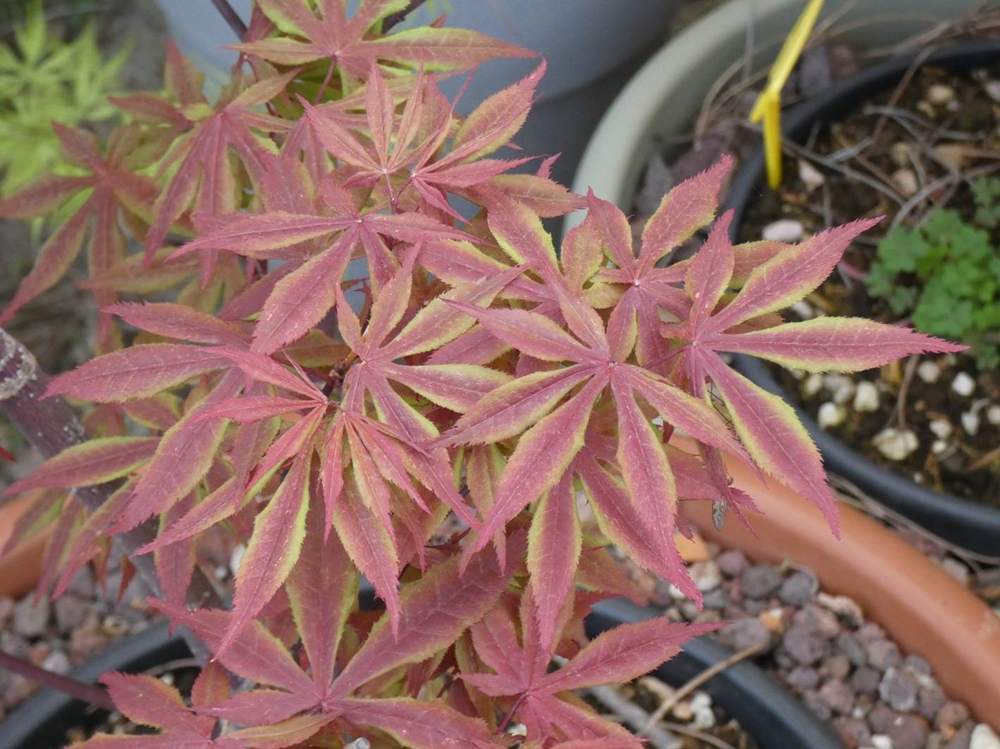 printemps de aceraceae acer palmatum ssp. matsumurae cv. 'akegarasu'