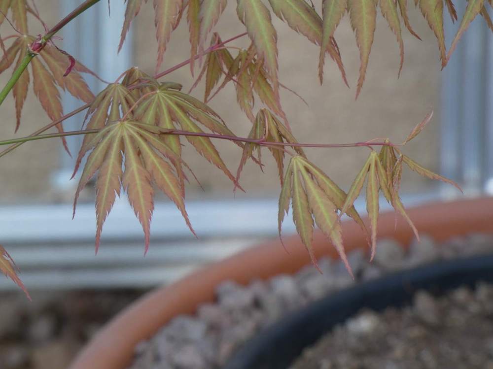 jeune bois de aceraceae acer palmatum ssp. matsumurae cv. 'akitayata'
