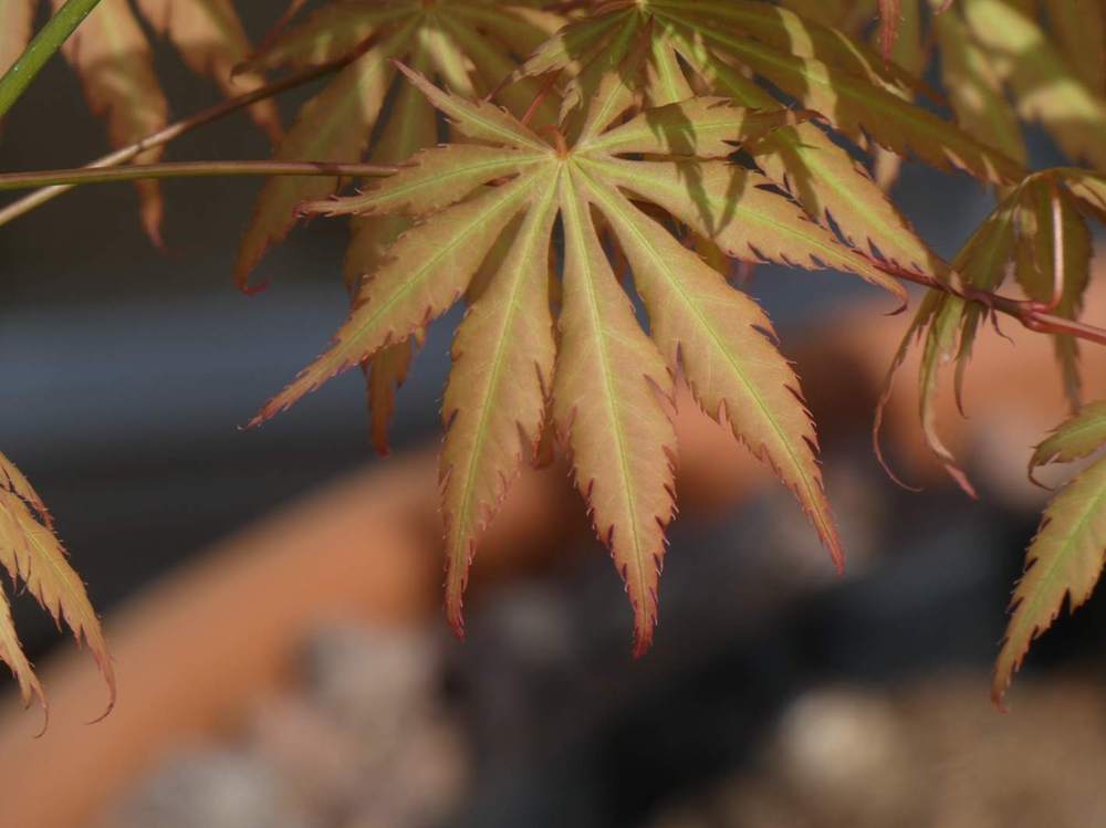 printemps de aceraceae acer palmatum ssp. matsumurae cv. 'akitayata'