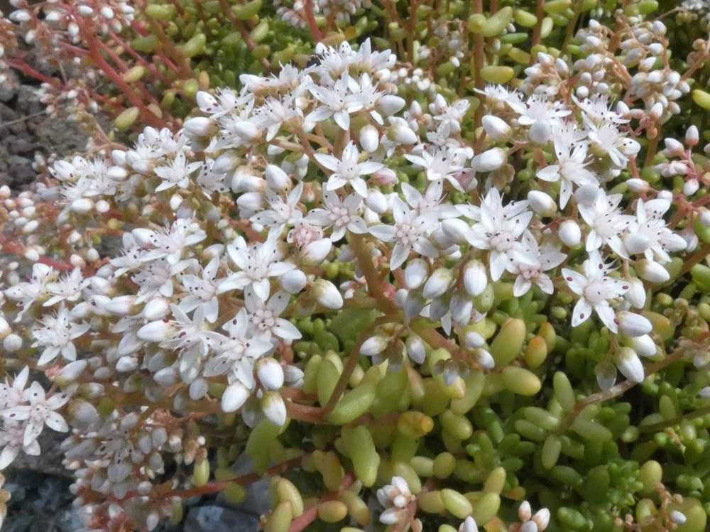 fleur de crassulaceae sedum album
