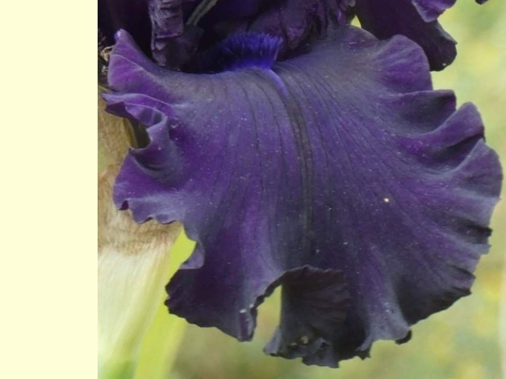 sépale de iridaceae iris barbu cv. 'all night long'