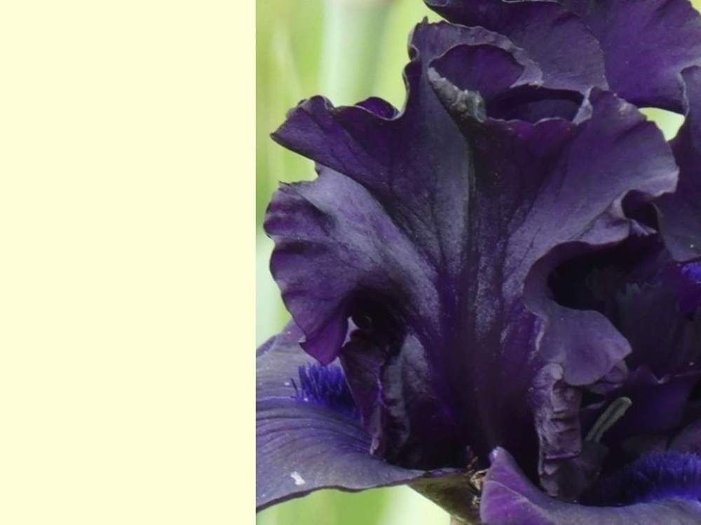 pétale de iridaceae iris barbu cv. 'all night long'