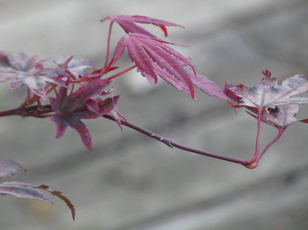 jeune bois de aceraceae acer palmatum ssp. matsumurae cv. 'amagi shigure'