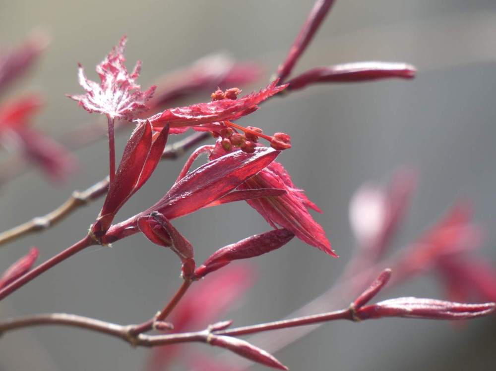 fleur de aceraceae acer palmatum ssp. matsumurae cv. 'amagi shigure'