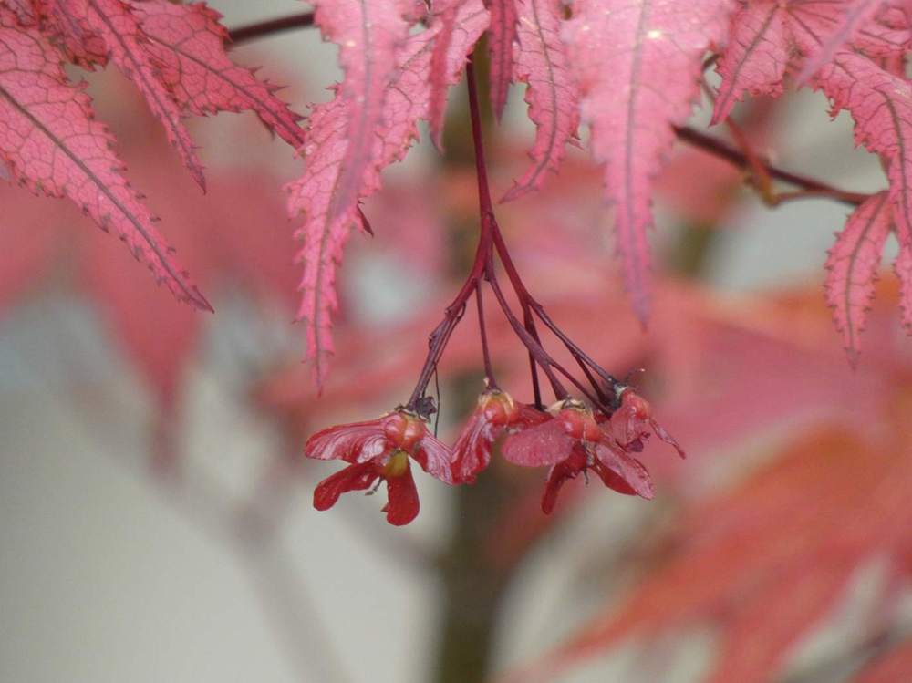 samare de aceraceae acer palmatum ssp. matsumurae cv. 'amagi shigure'