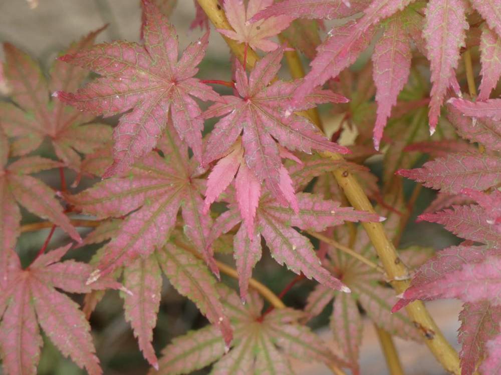 été de aceraceae acer palmatum ssp. matsumurae cv. 'amagure'