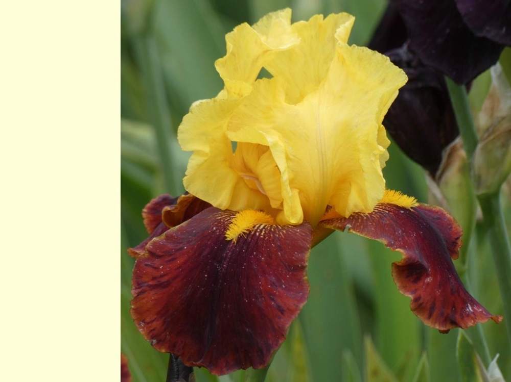 iridaceae iris barbu cv. 'andalou'