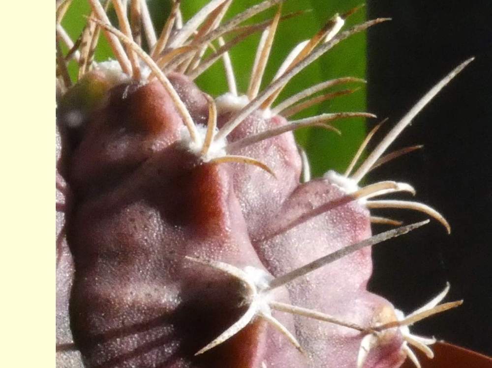 aréole-aiguillon de cactaceae gymnocalycium anisitsii