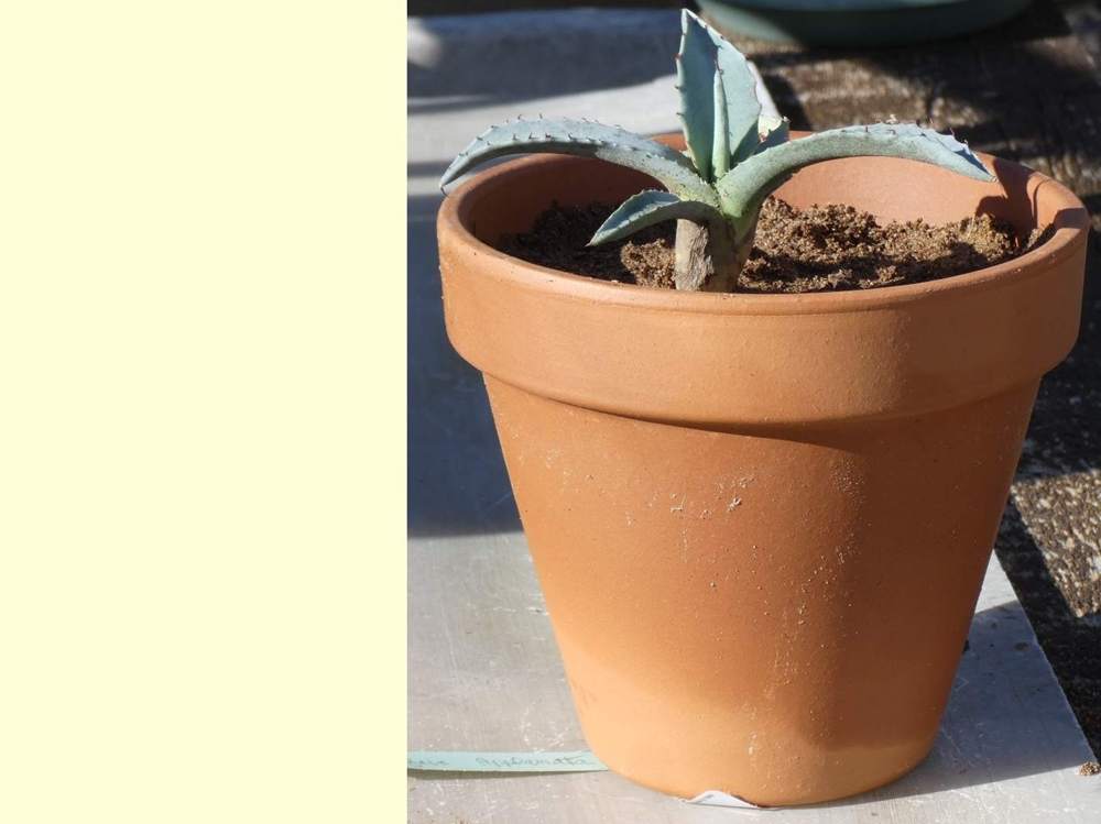 Agavaceae Agave applanata