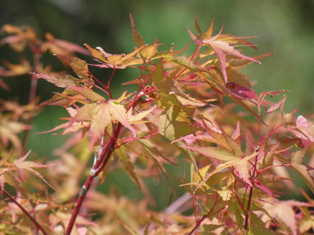 été de aceraceae acer palmatum cv. 'arakawa'
