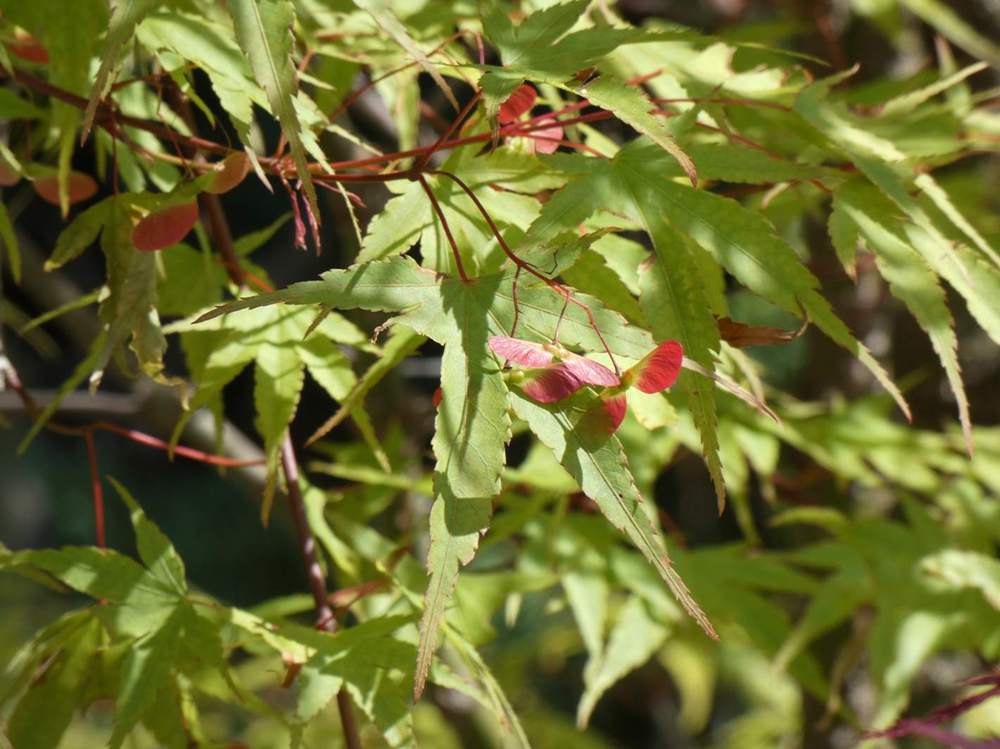 samare de aceraceae acer palmatum cv. 'arakawa'