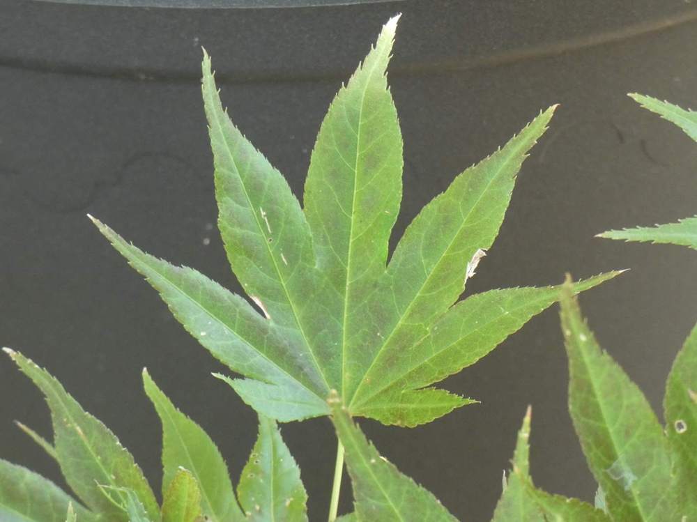 été de aceraceae acer palmatum ssp. amoenum cv. 'aratama'