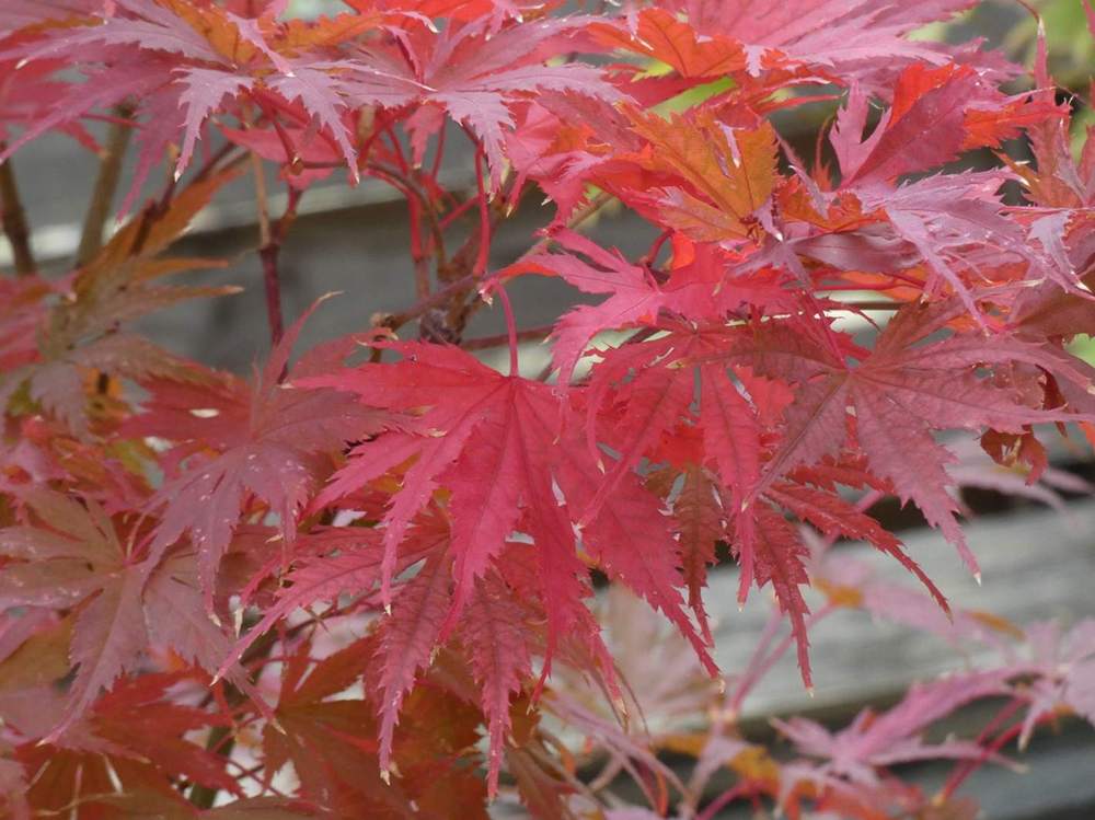 automne de aceraceae acer palmatum ssp. matsumurae cv. 'ariadne'