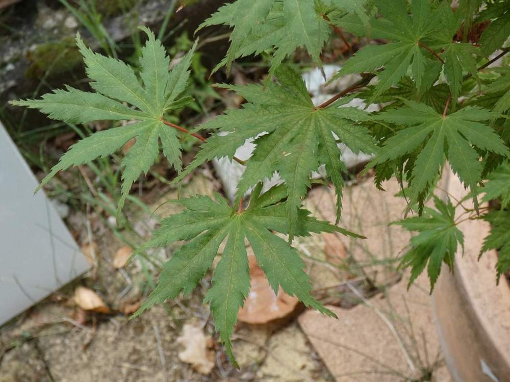 été de aceraceae acer palmatum ssp. matsumurae cv. 'ariadne'