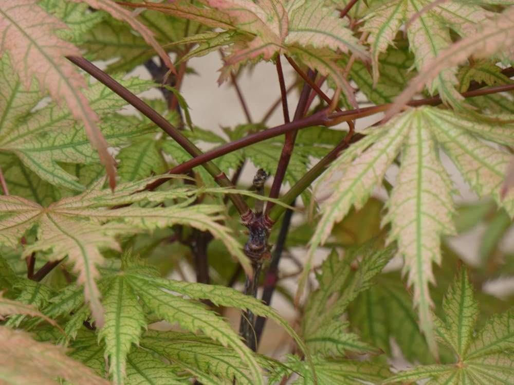 jeune bois de aceraceae acer palmatum ssp. matsumurae cv. 'ariadne'