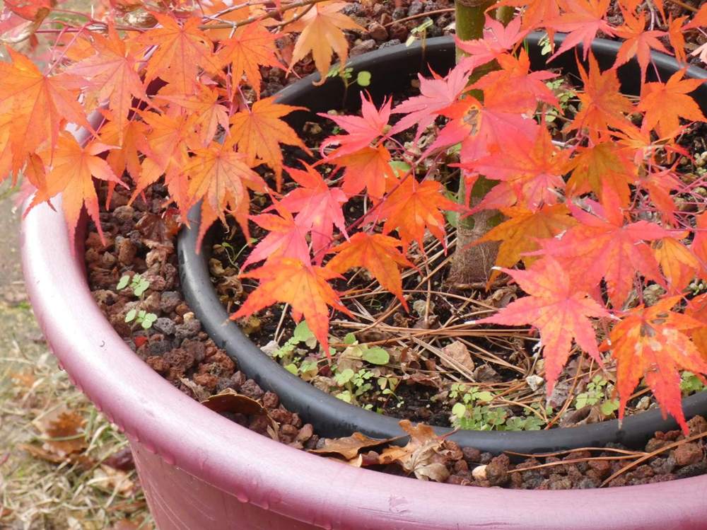 automne de aceraceae acer palmatum cv. 'Asahi Zuru'