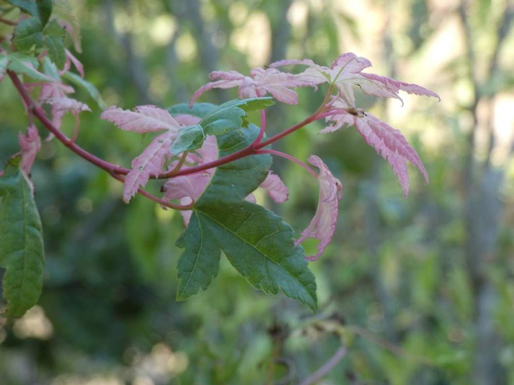 été de aceraceae acer palmatum cv. 'Asahi Zuru'