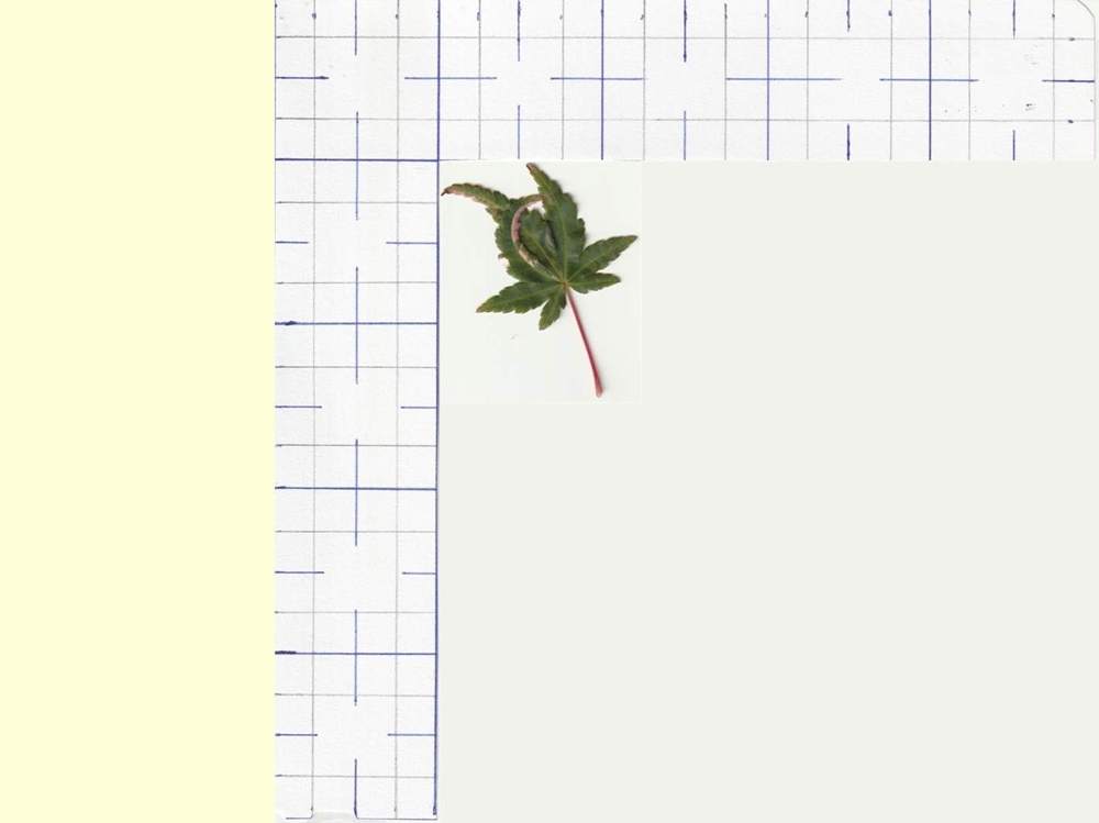 Aceraceae Acer palmatum cv. 'asahi zuru'