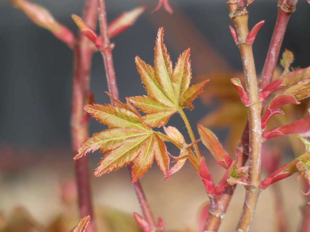 printemps de aceraceae acer palmatum cv. 'Asahi Zuru'