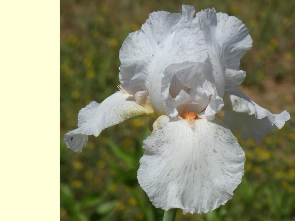 iridaceae iris barbu cv. 'as de coeur'