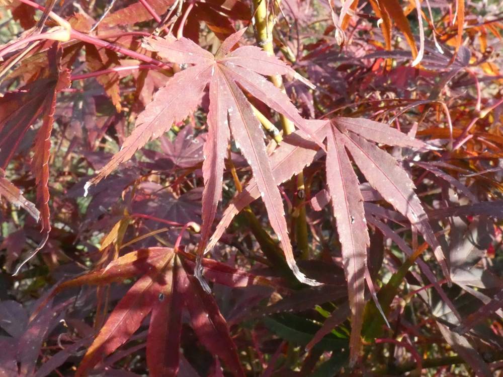 automne de aceraceae acer palmatum gr. linearilobum cv. 'atrolineare'