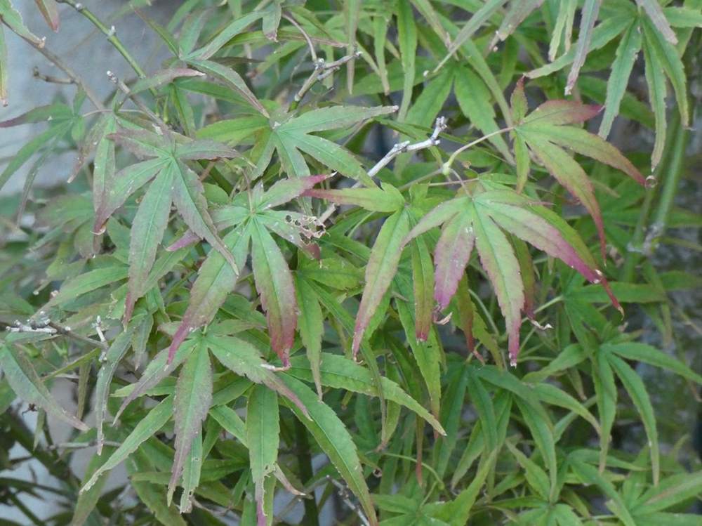 été de aceraceae acer palmatum gr. linearilobum cv. 'atrolineare'