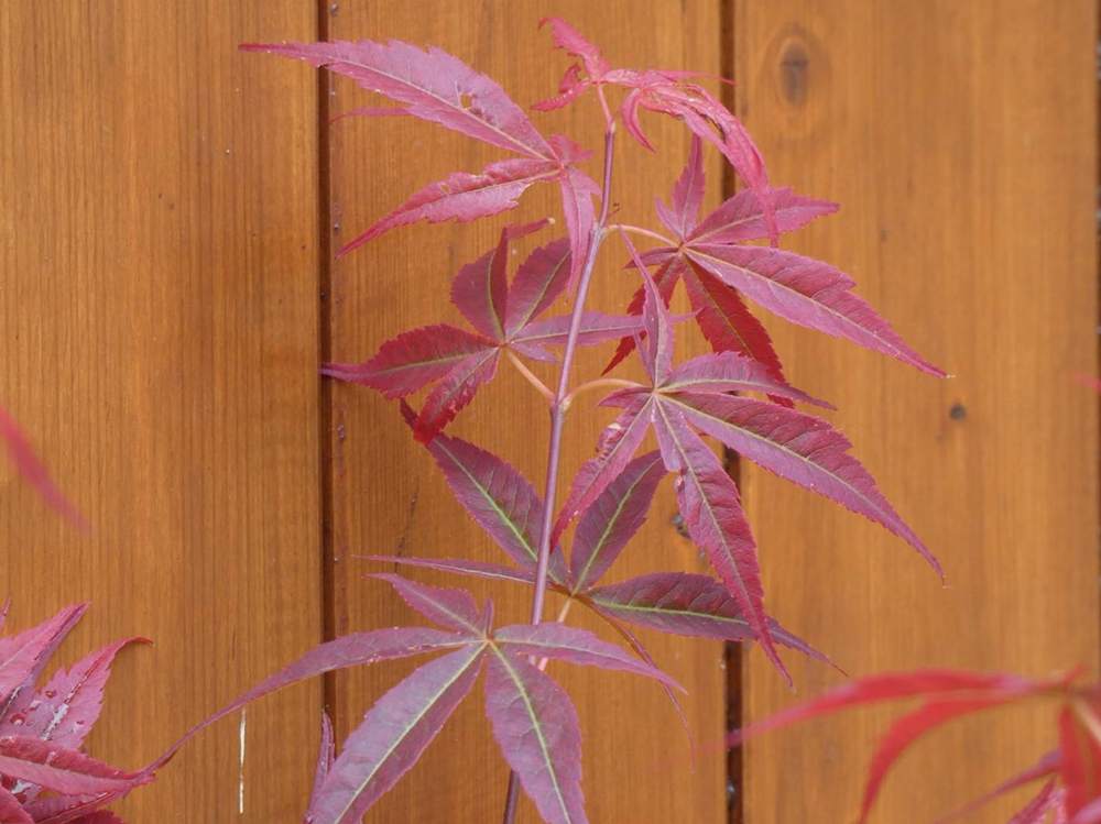 jeune bois de aceraceae acer palmatum gr. linearilobum cv. 'atrolineare'