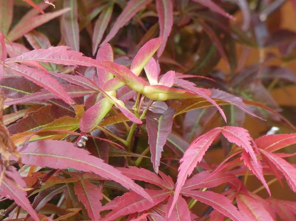 samare de aceraceae acer palmatum gr. linearilobum cv. 'atrolineare'