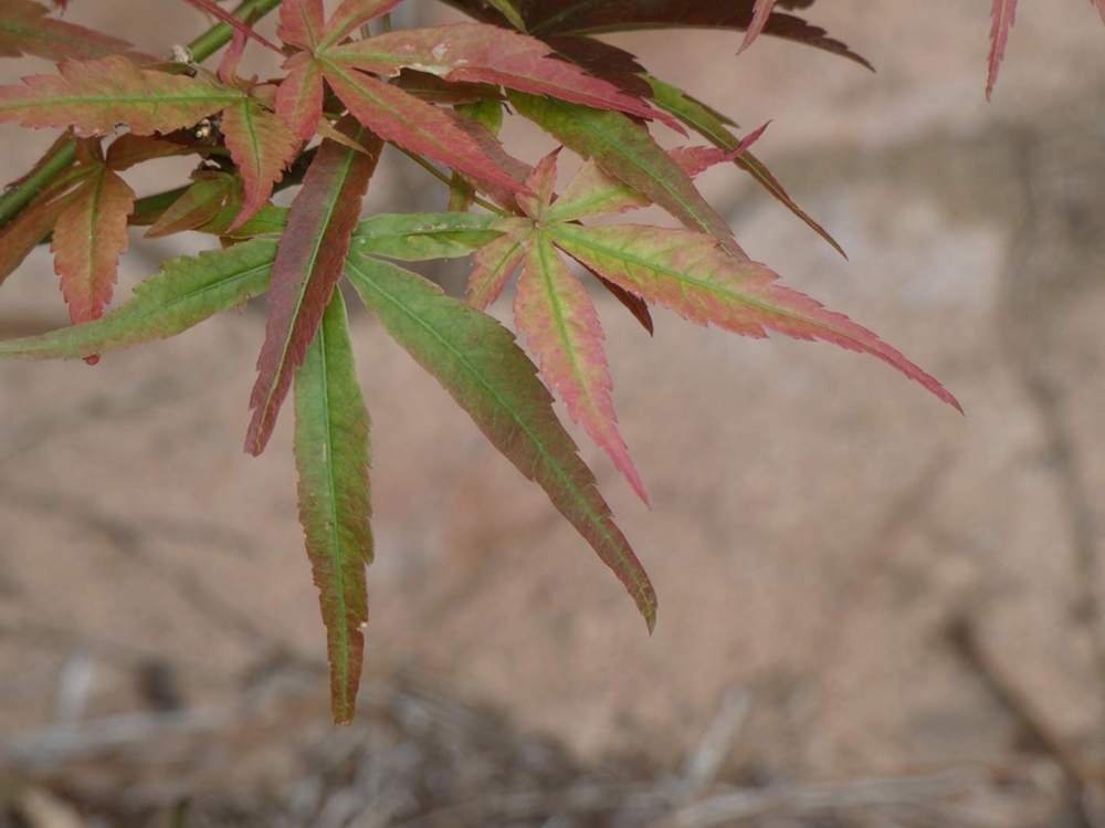 printemps de aceraceae acer palmatum gr. linearilobum cv. 'atrolineare'