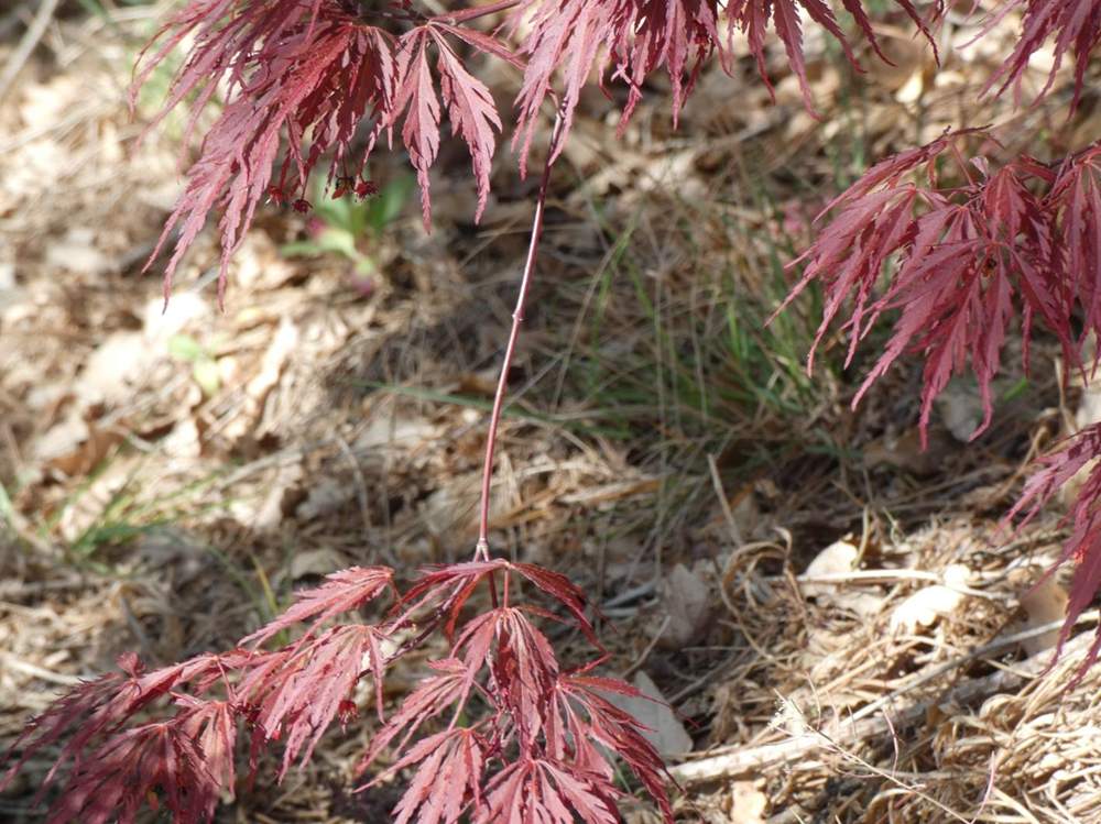 jeune bois de aceraceae acer palmatum ssp. matsumurae gr. dissectum cv. 'atropurpureum'