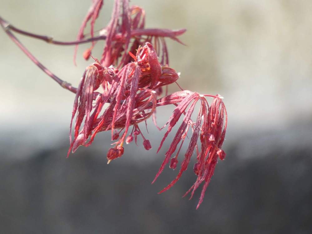 fleur de aceraceae acer palmatum ssp. matsumurae gr. dissectum cv. 'atropurpureum'