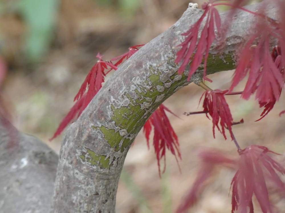 écorce de aceraceae acer palmatum ssp. matsumurae gr. dissectum cv. 'atropurpureum'