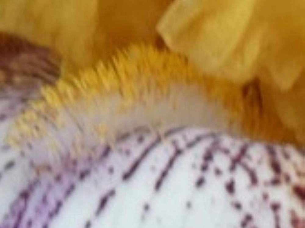 barbe de iridaceae iris barbu cv. 'aubenas'