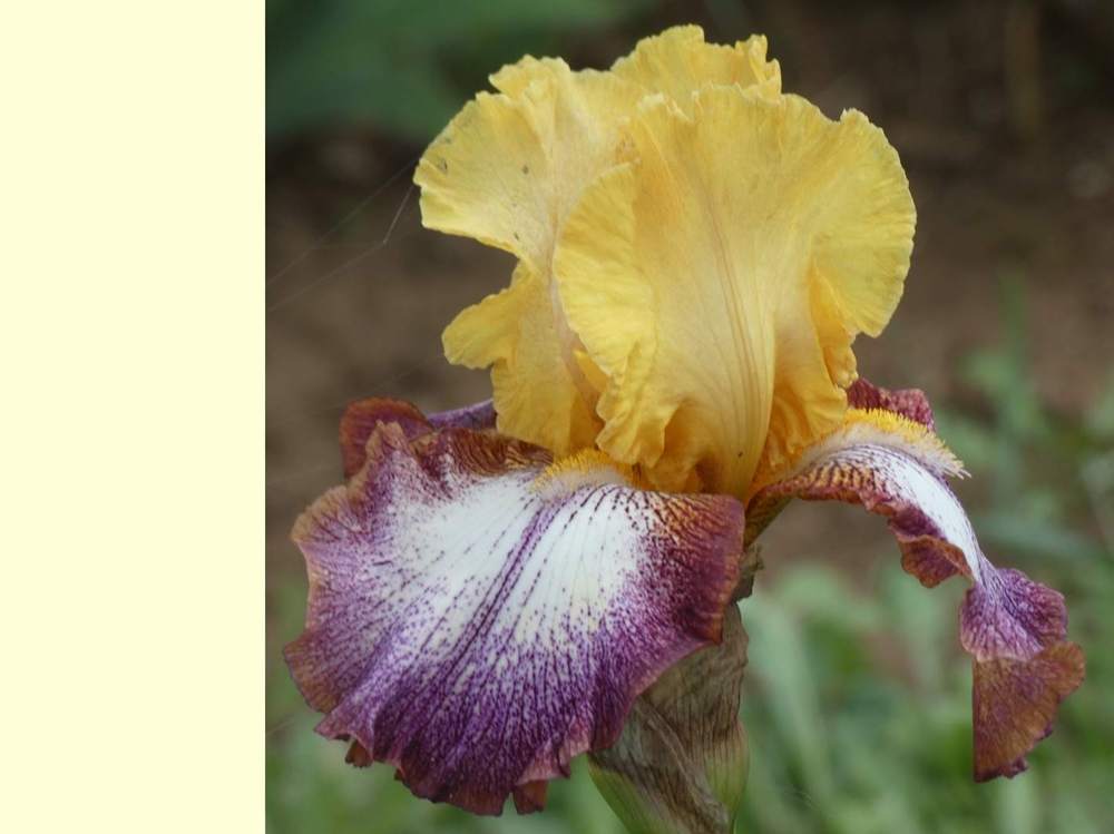 iridaceae iris barbu cv. 'aubenas'