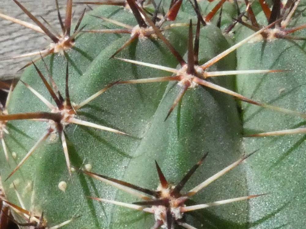 aréole-aiguillon de cactaceae lobivia aurea