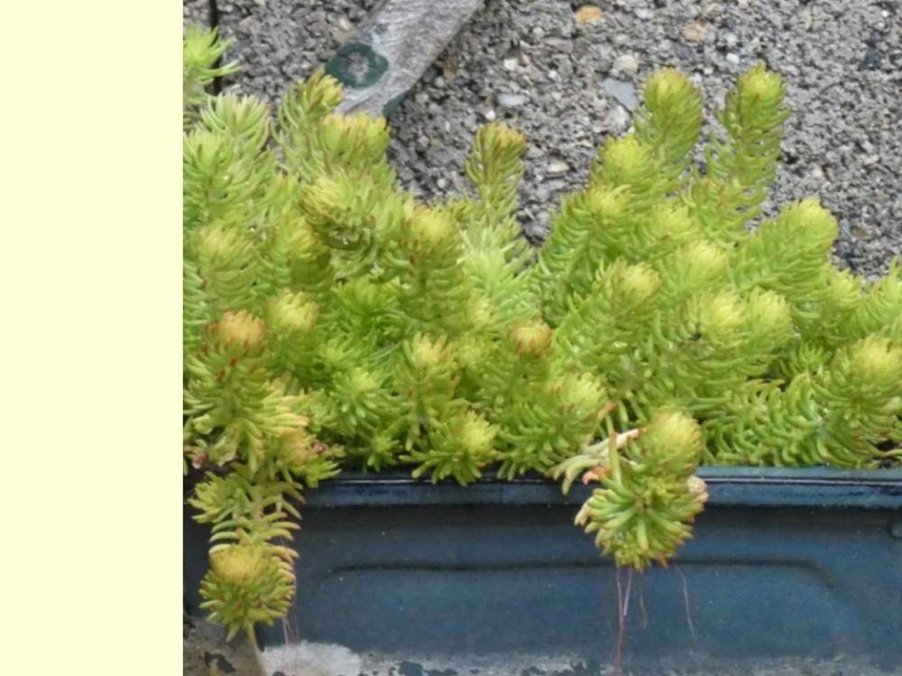 crassulaceae sedum rupestre cv. 'aureum'