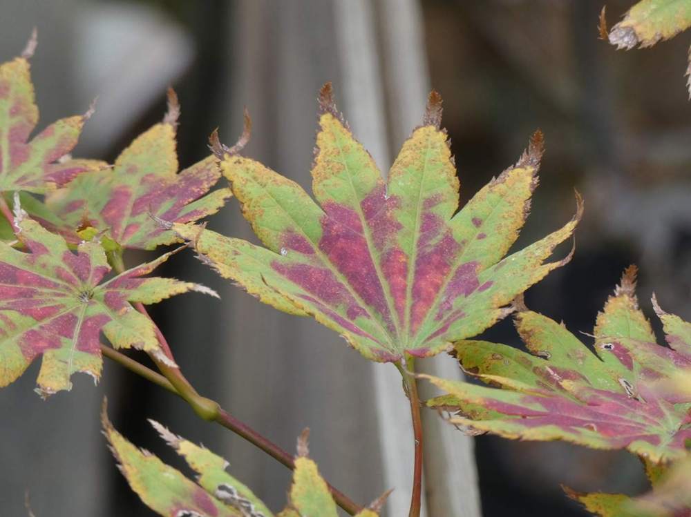 automne de aceraceae acer shirasawanum cv. 'autumn moon'