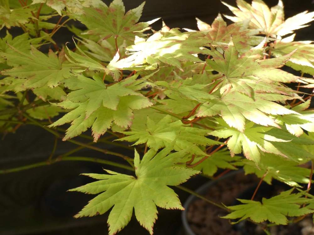 été de aceraceae acer shirasawanum cv. 'autumn moon'